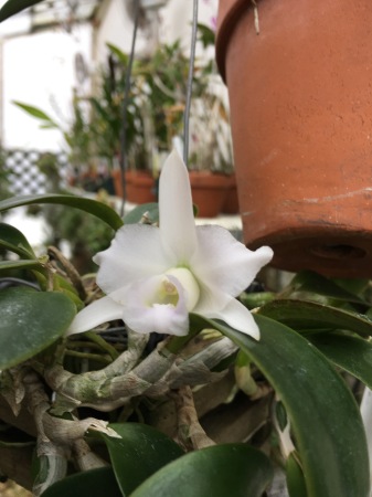 Cattleya alaorii