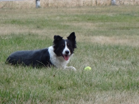 Creekside Skye at 9 years.