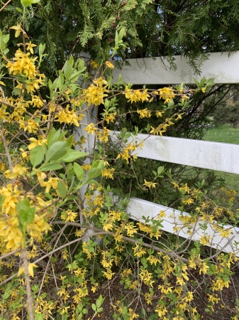Forcynthia & White fence