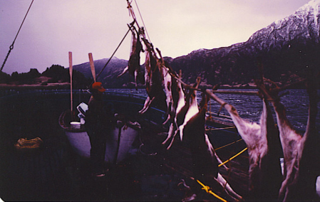 Deer Hunting on Kodiak Is, AK