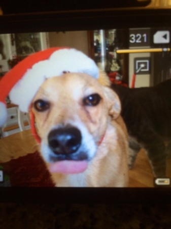 Rocky not happy with Santa Hat