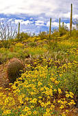 Spring flowers in the Southwest Desert