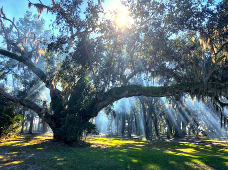 200 YEAR OLD LIVE OAK, CAMDEN CO GA