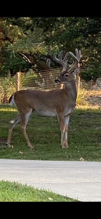 Velvet antlers in front yard. 