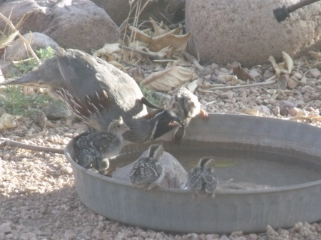 Neighbors_Tonto Basin