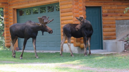 Enjoying backyard visitors in Star Valley, WY