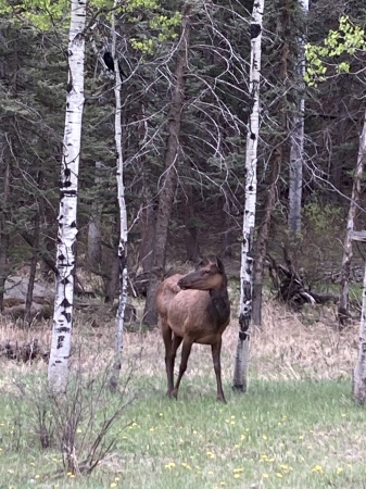 Elk Among Aspens