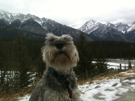 Gus our 'Muppet' Schnauzer at Lake Louise