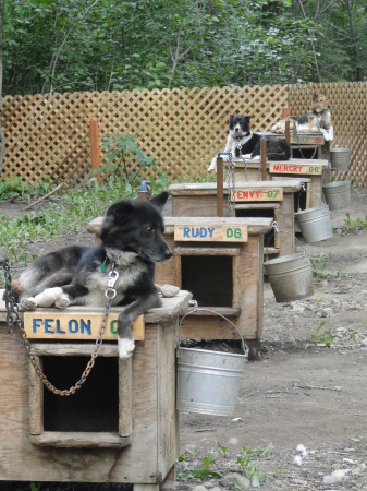 Iditarod musher John Bakers team