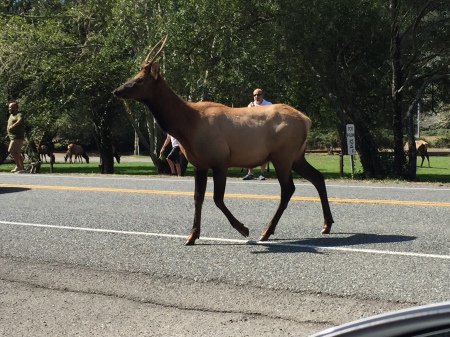 Why does the elk cross the road?