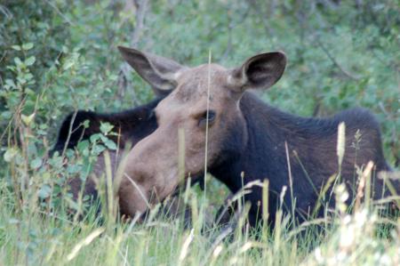 Jackson Hole area