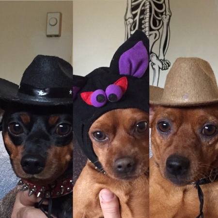 my halloween dogs