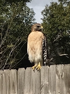 Falcon in Forida