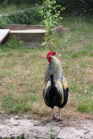 Rooster in yard