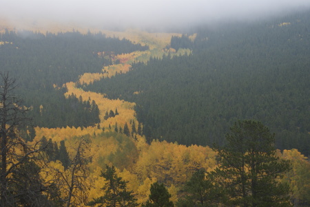 A River of Autumn Aspen Trees