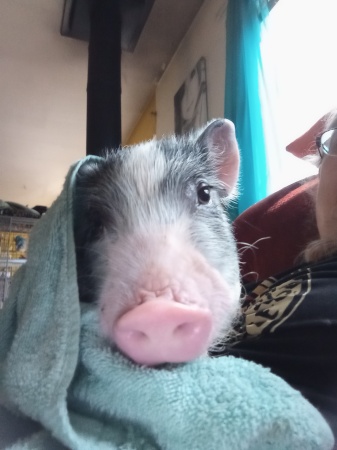 My new baby piglet. Mr. PIGGLES.. 