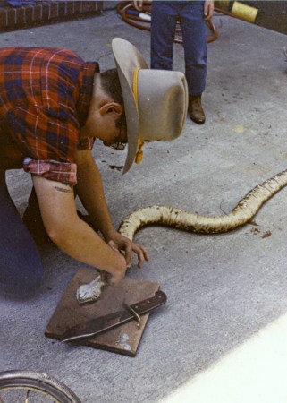 Skinning a snake