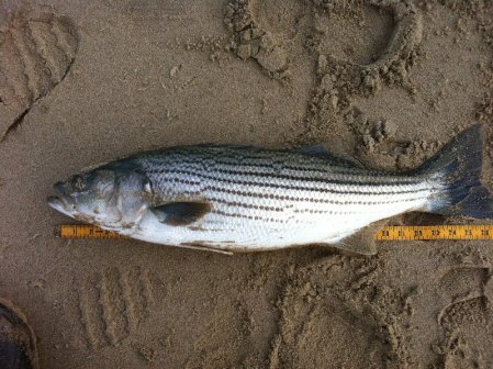 Dan Corey's album, Hobby - Surf Fishing