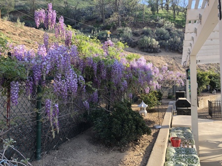 Our wisteria in full bloom