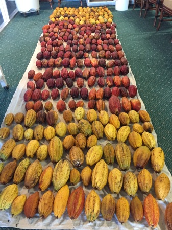 Cacao pods ready to crack open and ferment 