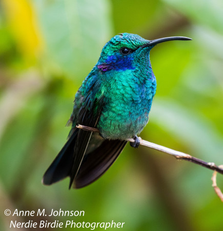 Anne Johnson's album, Costa Rica