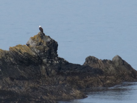 Eagle Waiting for Breakfast