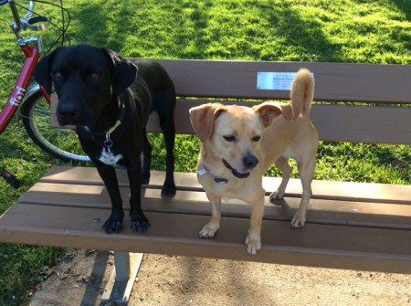 Banner and Lucy, my two rescue dogs.