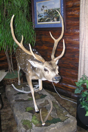 Axis Deer,