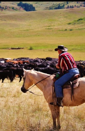 Waiting for the rest of the herd to catch up