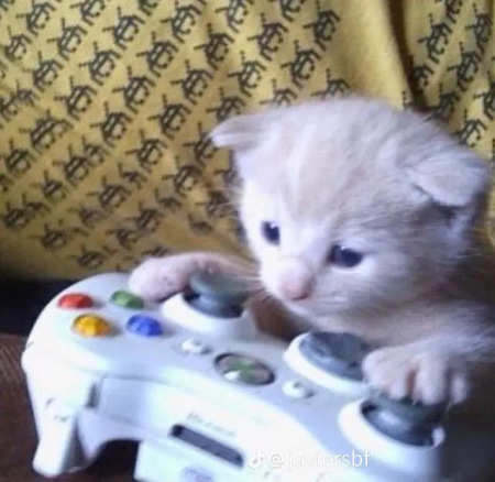 Cute lil gaming cat
