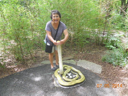 Gloria playing peekaboo with Cobra at STL zoo.