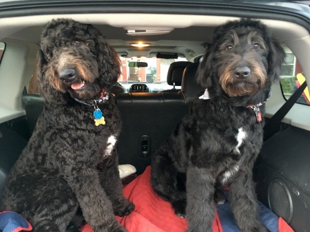 Cooper & Murphy, our two Goldendoodles