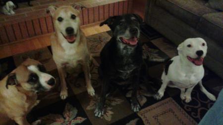 My Boys Bear, Buster, Jake and Opie