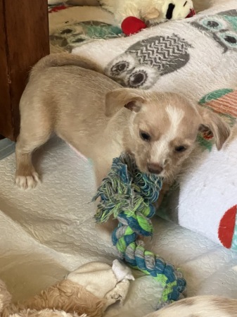 Abby and her rope toy