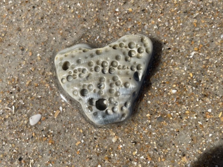 HARRY HAUS's album, N Topsail Beach