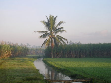 View behind our house- East Java