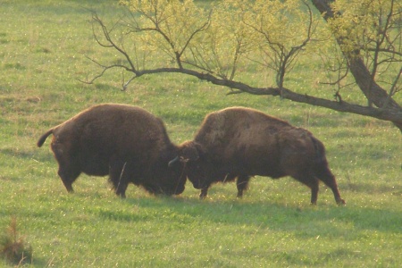 Our buffalo