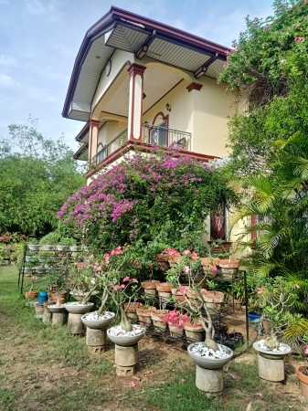 Some of the front garden and house.