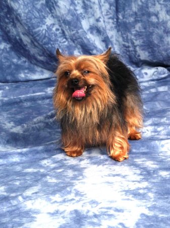 Our Yorkie Son Snickers