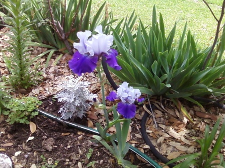 Iris in Purples