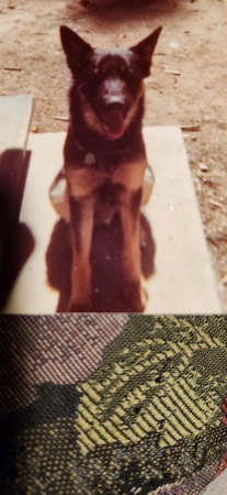 Levi 1975 my dog from highschool