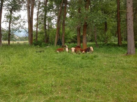 Cows napping in the back yard, Montana