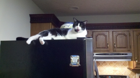 Timon on our refrigertor.