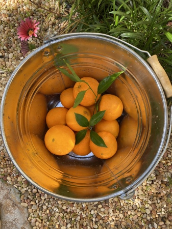 backyard freshly picked