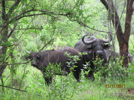 Christine Sadry's album, Safari - Huiluwe Game Reserve, SA