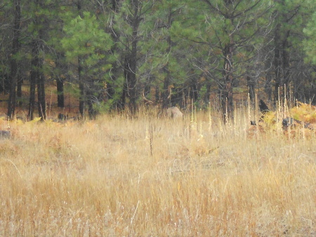 Elk Hunt 2012