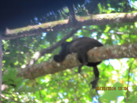 Howler monkey in Costa Rica on train tour