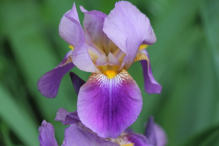 Iris