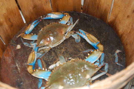 Blue Claw Crabs aka Swamp dogs Husbands busine