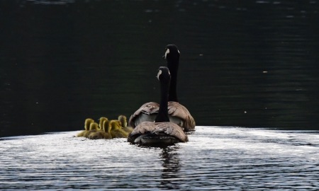 guardians of the geese